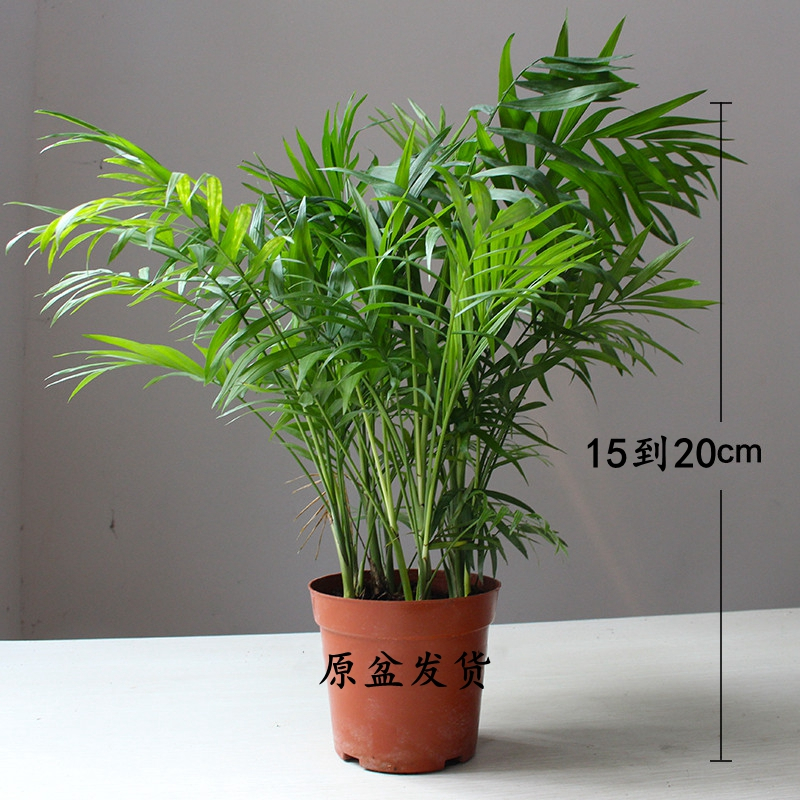 20cm原盆原土室内大型绿植散尾葵盆栽散尾葵凤尾竹袖珍