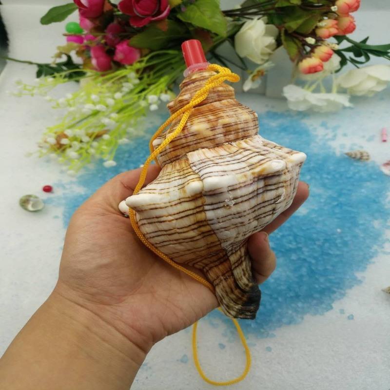 能听大海声音的天然大海螺哨赤旋螺海螺贝壳工艺品儿童玩具口1820cm