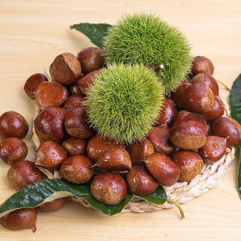 赛卡伊丹东板栗生新鲜10斤大板栗带壳应季水果批发当季