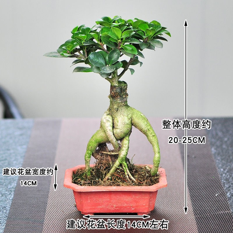 宇宙の香り 【盆栽用】利根さび石（平形:約95cm×50cm） | www.birbapet.it