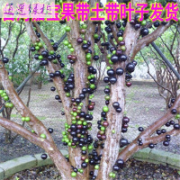 绿植正宗台湾嘉宝果树苗树葡萄苗庭院盆栽地栽当年结果带叶子货四季早生当年结果苗1.4-1.5米81cm(含)-110
