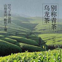 好望水葡萄青茶500ml*15瓶0脂0卡无糖茶饮料果味风味茶