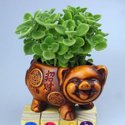 碰碰香一抹香盆栽植物室内阳台香草多肉净化空气植物招财猪一抹香