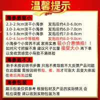 宫品单只淡干小海参家用2.3-2.9cm1只 每满20只赠1只 国产生鲜袋装