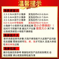 宫品淡干单只小海参2.3-2.9cm1只 每满20只赠1只 威海大连双基地随机发 工厂威海 辽参大连海参国产生鲜袋装