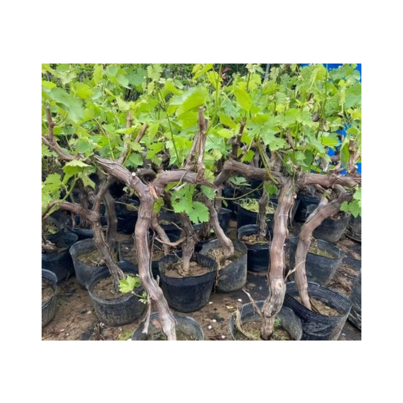 御恒泰 葡萄树 飓风无核白3-5年 棵高清大图