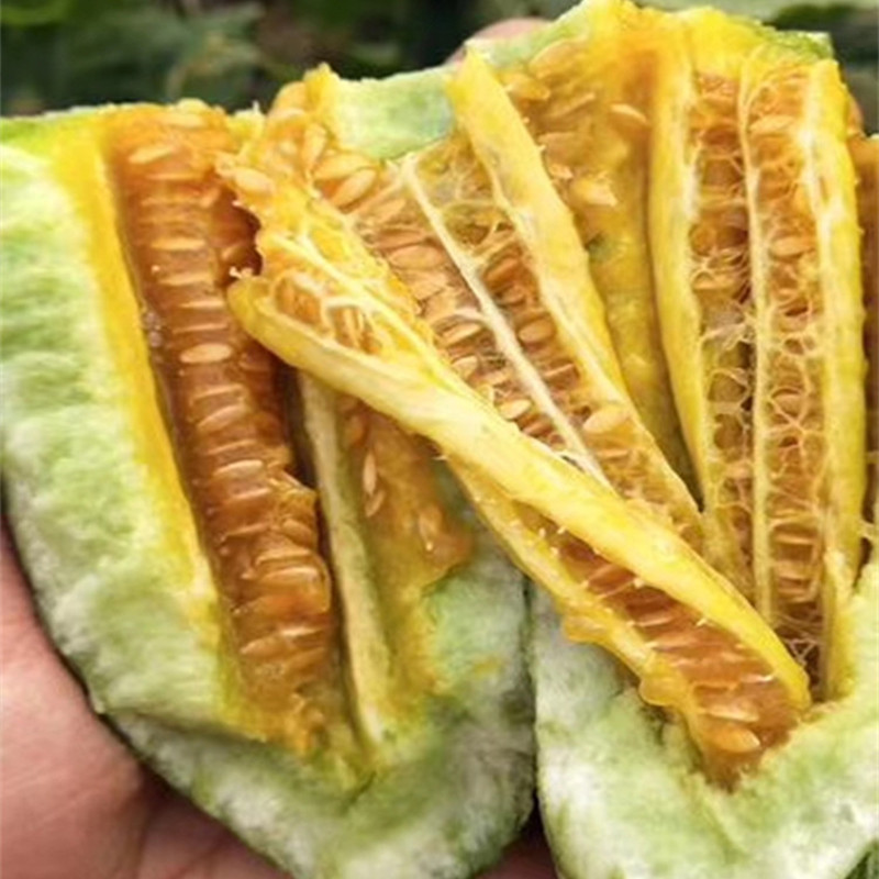 鲜贝达 山东头茬羊角蜜甜瓜 香瓜 新鲜水果生鲜 羊角蜜3斤装高清大图