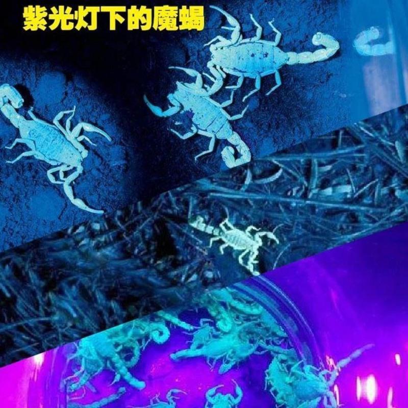 超亮捕蝎子灯紫光头灯强光变焦远射头戴抓捉照逮豆虫大光圈感应L 买捕蝎头灯送2个25CM长镊子 单头变焦不感应蝎子头灯2电