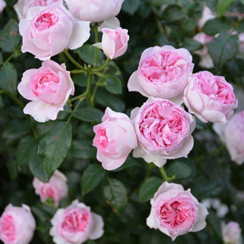 四季蔷薇花苗藤本月季大花浓香庭院爬藤植物花卉盆栽阳台玫瑰大苗 福利苗品种随机发 50厘米左右高