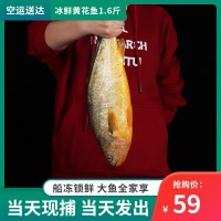 三都港 现捕现发黄鱼 黄花鱼 宁德大黄鱼水产新鲜海鲜 1.5~1.7斤海产品