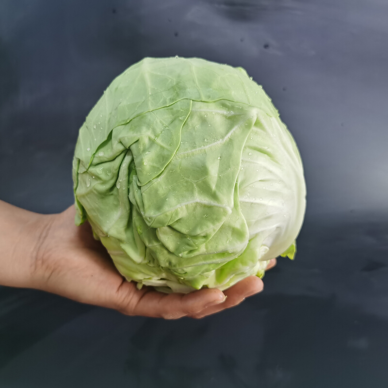 产地直供包菜(2斤)