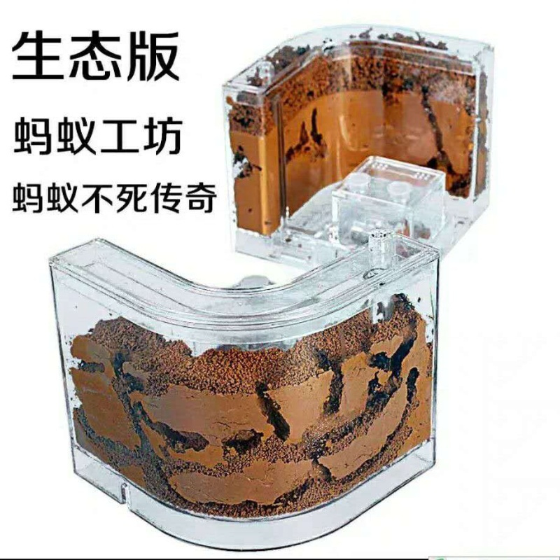 中号蚂蚁工坊(送8只蚂蚁) 生态蚂蚁工坊城堡养蚂蚁不死)蚁巢庄园别墅农场宠物蚂蚁生日礼