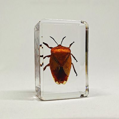 动物树脂标本独角仙金龟子螃蟹真虫幼儿园酒红色荔蝽其他长方形尺寸