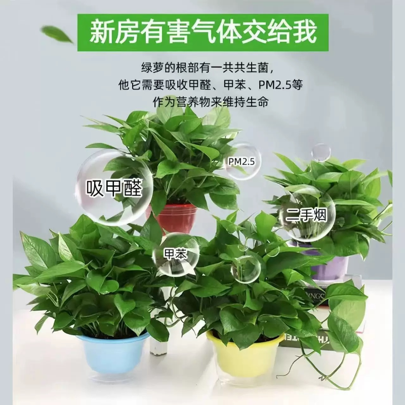 诚智旺 绿萝 大盆/盆高清大图