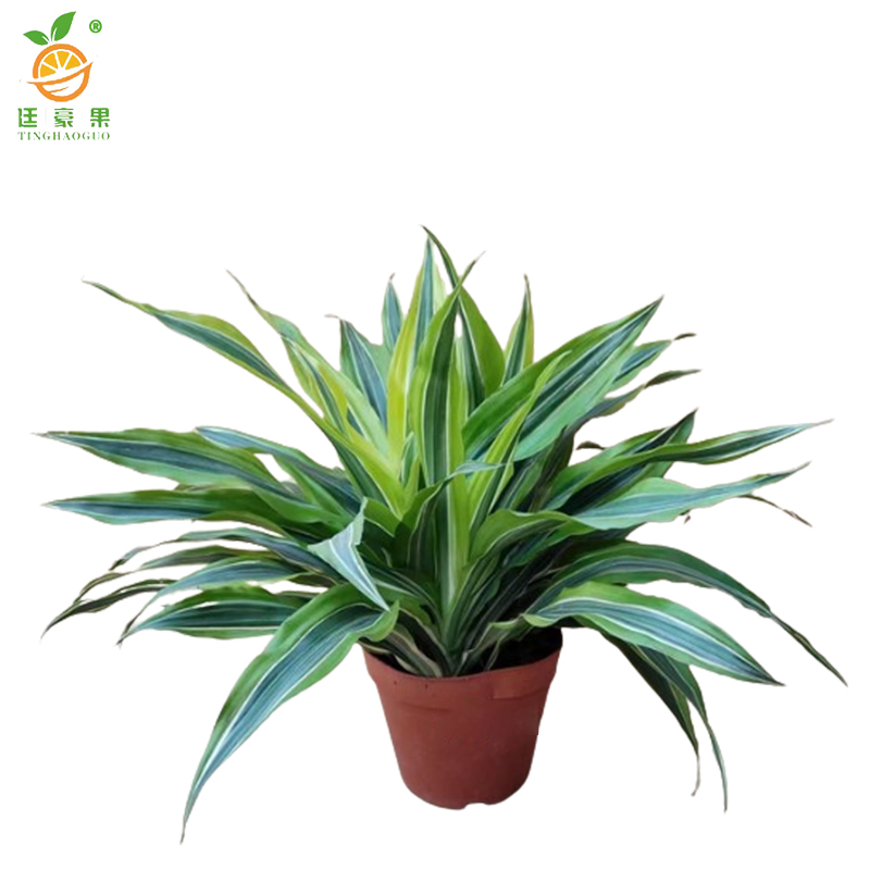 廷豪果 巴西美人盆栽 XZ1799# /盆高清大图