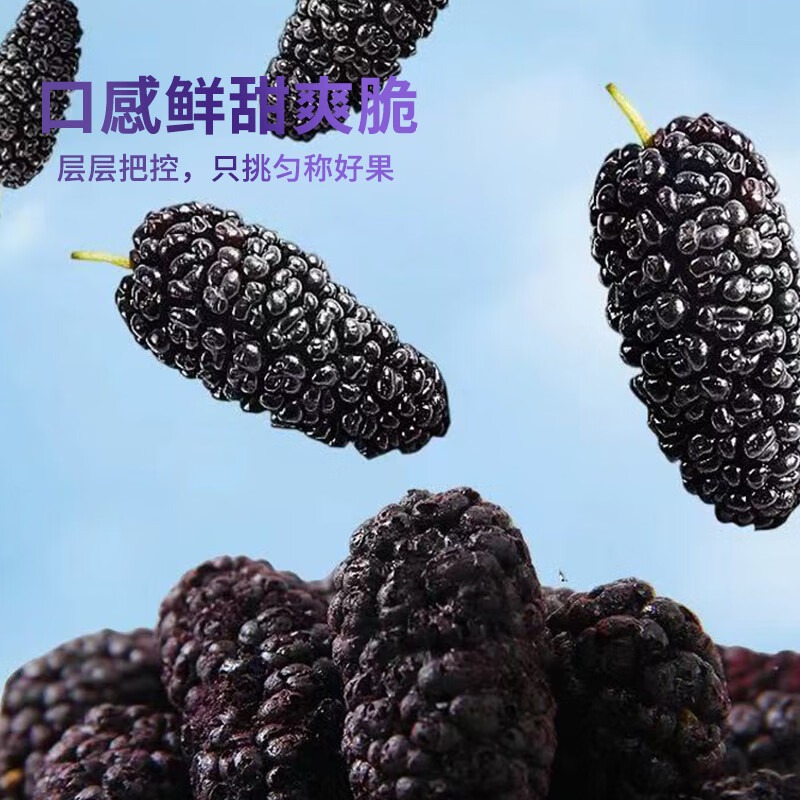 鲜记 冻干桑葚 80g_高清大图