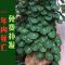 多肉植物龟盆栽,血藤,绿藤,小叶红藤山乌龟,金不换,四季常青绿植