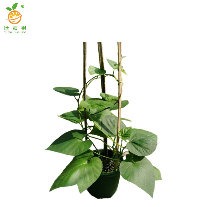 廷豪果 牵牛花 QNH-1 /支高清大图