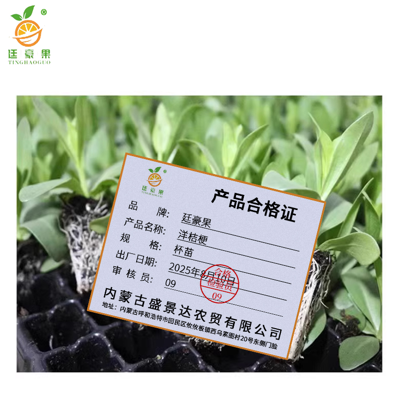 廷豪果 洋桔梗 杯苗 /盆高清大图