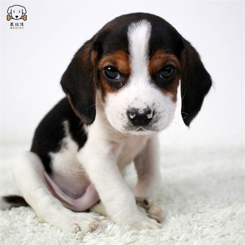 麦比佳宠物比格狗狗活体 花色比格犬幼犬 纯种血统级比格 短毛米格鲁猎兔犬比格猎狗高智商家养中小型犬视频挑选高清大图