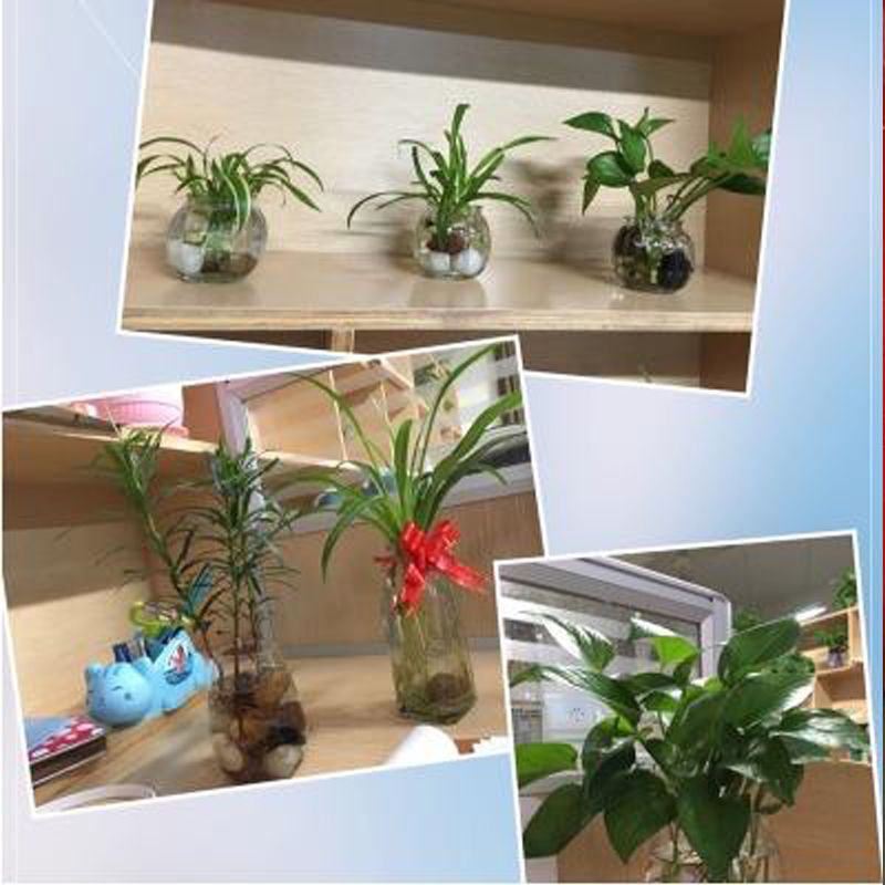 机制白0.5-1厘米[5斤装]B 鹅卵石雨花石小石子原石鱼缸花盆装饰盆栽造景园艺彩石头5斤装