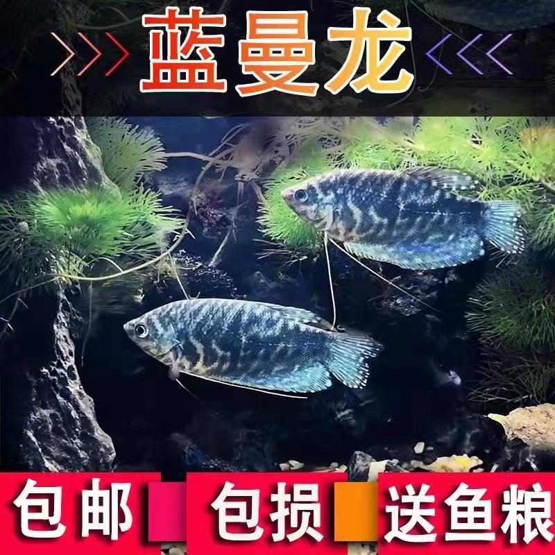 曼龙鱼活体中型鱼热带观赏鱼淡水鱼新手宠物耐活鱼不打氧吃蛋白虫 蓝曼龙鱼2条(6-7cm)