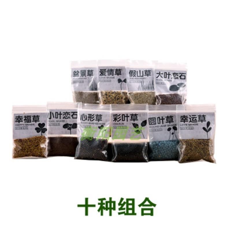 山石草盆景草假山草种子 室内盆栽吸水石草 四季播绿植物造景草籽 草籽10袋
