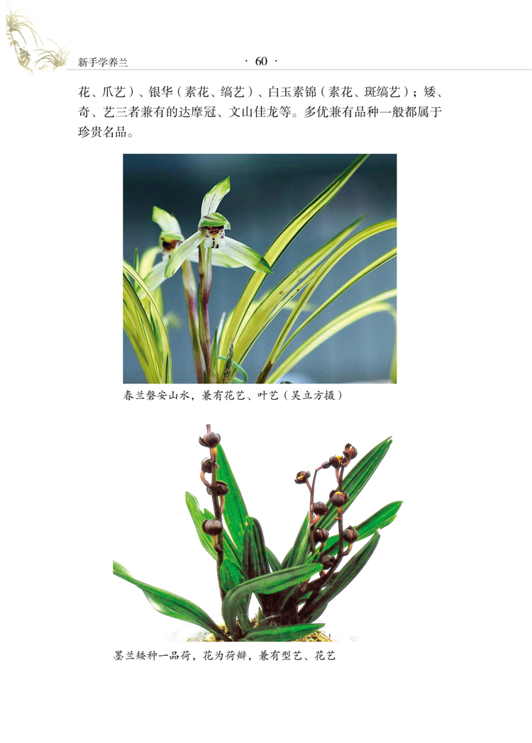 [醉染正版]正版 新手学养兰养花 兰花书籍大全养兰花的书兰花种植养殖技术中国兰花全书 鉴赏养花书籍种花大全植物书农业高清大图