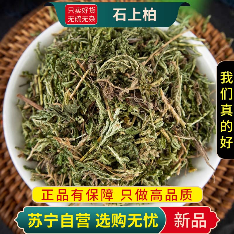 甄选石上柏100克正品新货煮水泡茶肺筋草石上柏凤尾草正品干货无硫高清大图