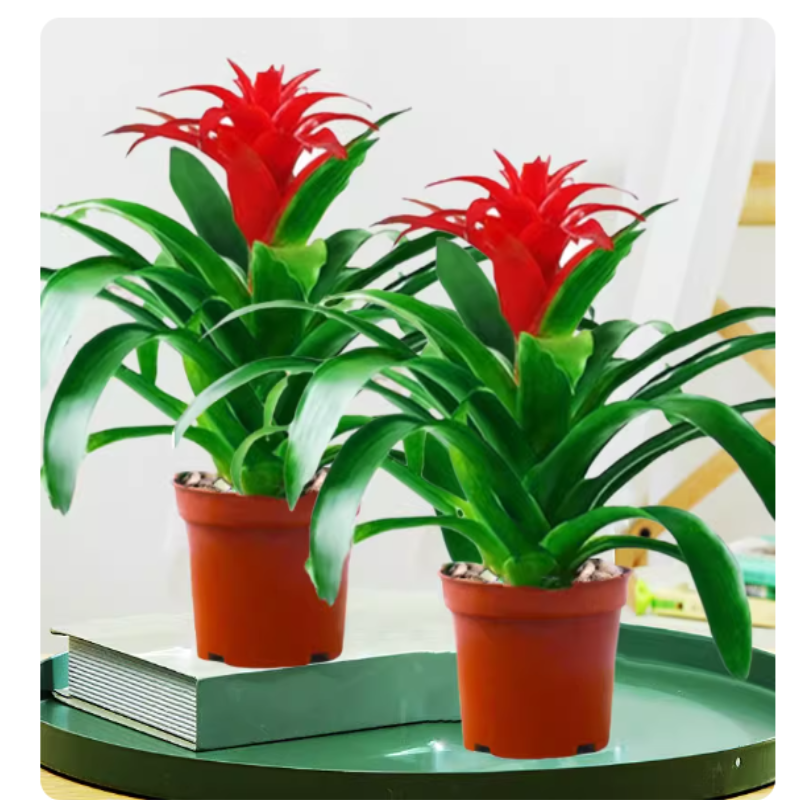 诚智旺 鸿运当头 YDT-1/盆