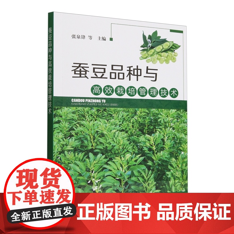 蚕豆品种与高效栽培管理技术 9787109329355 张泉锋 编 中国农业出版社高清大图