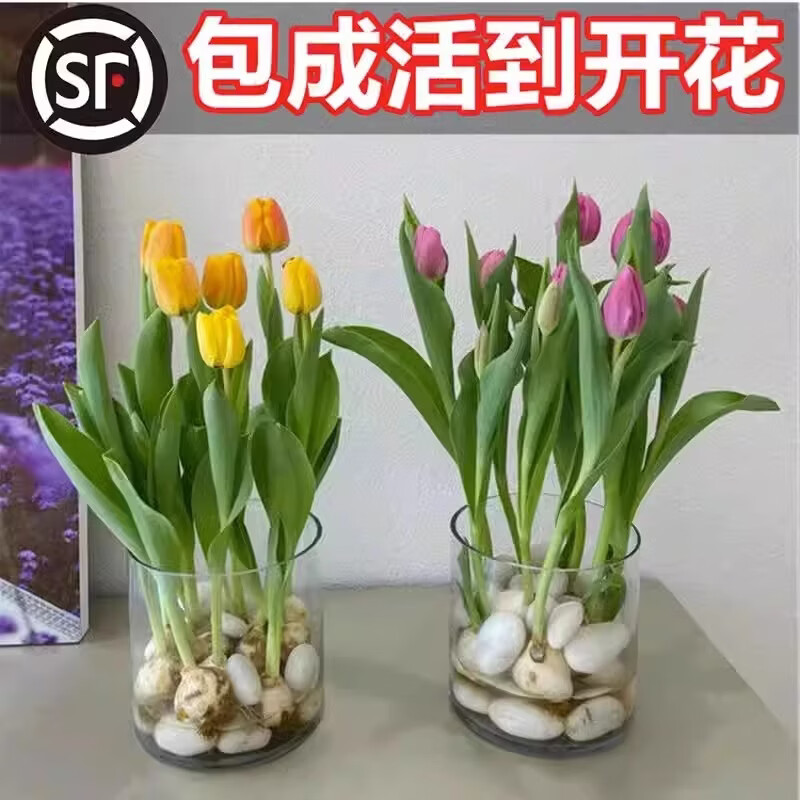 郁金香(带花苞,3种颜色)株高20-40cm冠幅20-30cm高清大图