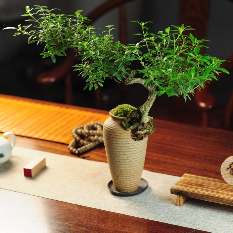 弹痕六月雪真盆景室内悬崖式植物造型摆件中式茶室阳台绿植花卉盆栽