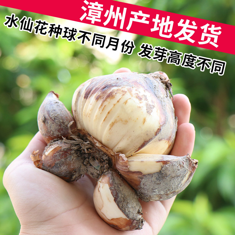 高宅正宗漳州水仙花种球漳州特级水仙种子水培植物球根花卉水养冬季盆栽报价 参数 图片 视频 怎么样 问答 苏宁易购