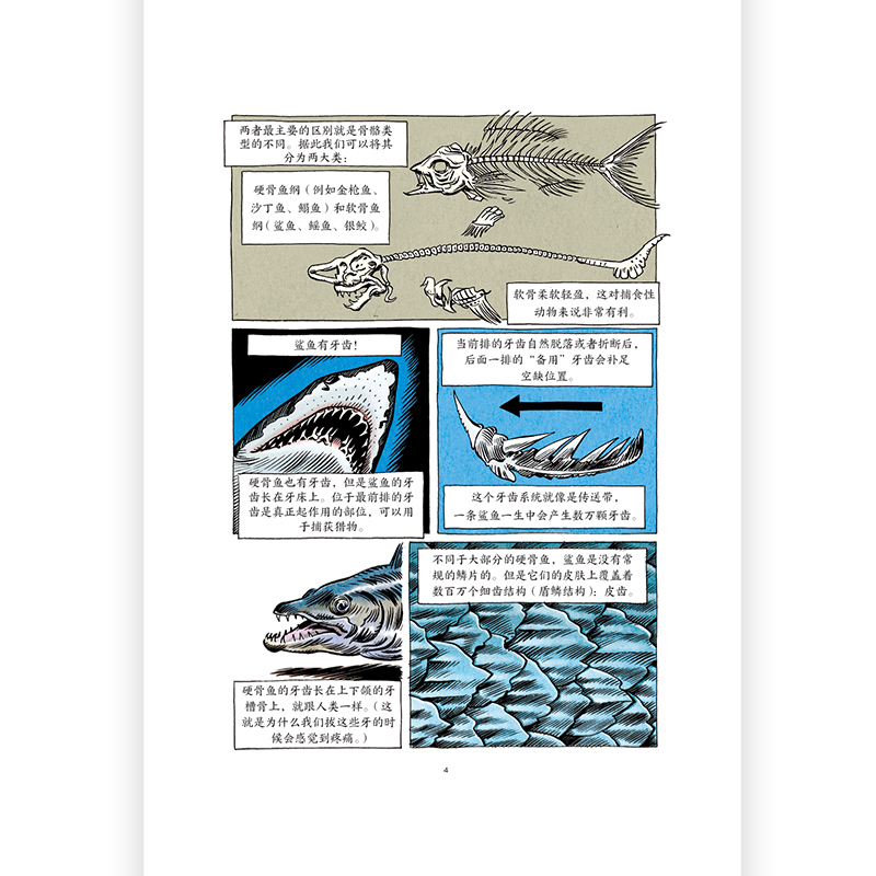 [正版] 图文小百科:鲨鱼 带你了解鲨鱼的进化过程、形态特征和生活习性 漫画 图像小说