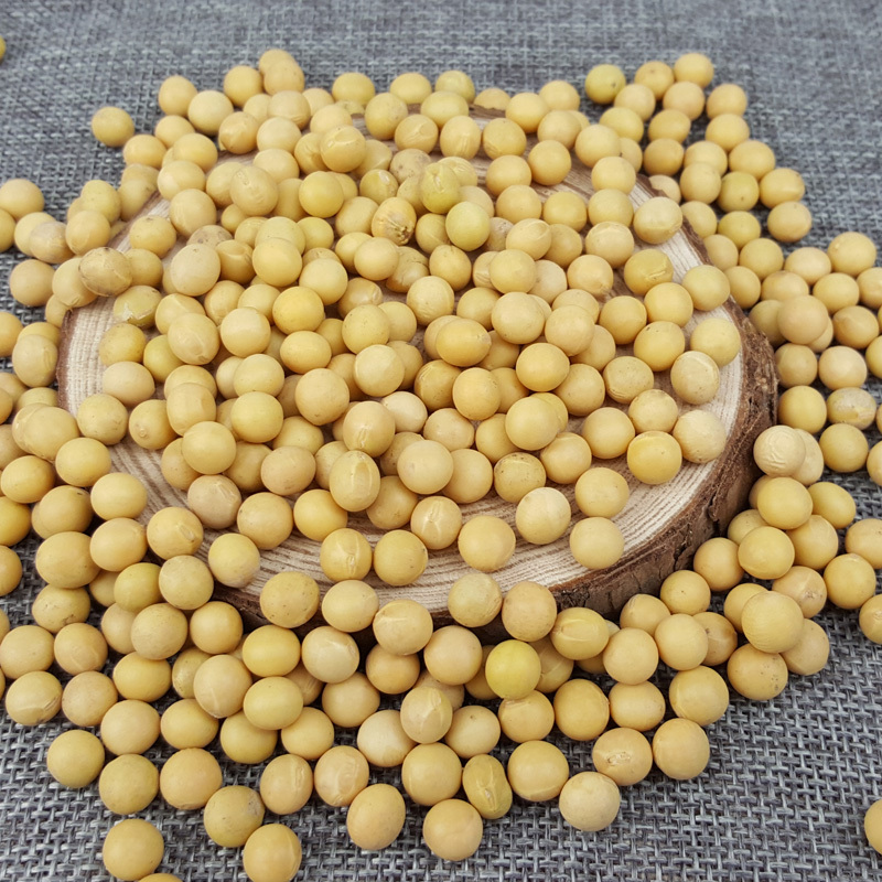 溢田东北杂粮有机黄豆800g 当季新粮 产地直发高清大图