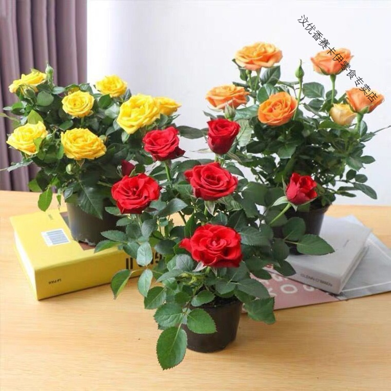 玫瑰花苗带花苞四季开花好养易活绿植物盆栽室内外阳台花卉月季