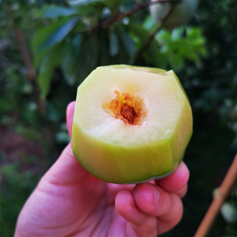 [西沛生鲜]福建古田油奈李 5斤 中果装 现摘酸甜李子 应季新鲜水果