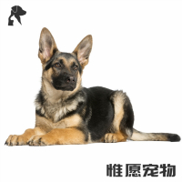 狗狗活体德国牧羊犬幼犬活体纯种血统黑背德牧狼狗 护院宠物狗弓背平背狼版警犬牧羊犬锤系德系