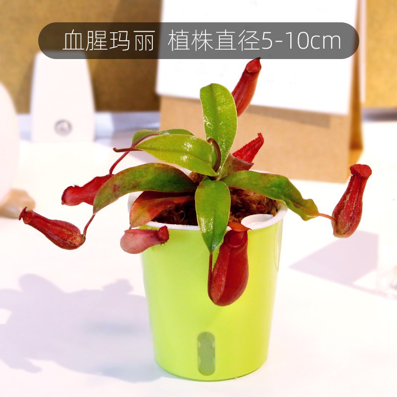 【坤哥推荐】血腥玛丽猪笼草（直径5-10cm）送绿色吸水盆 带盆栽好|捕蝇草盆栽驱蚊草捕虫草扑蝇草食虫植物食人花猪笼草大