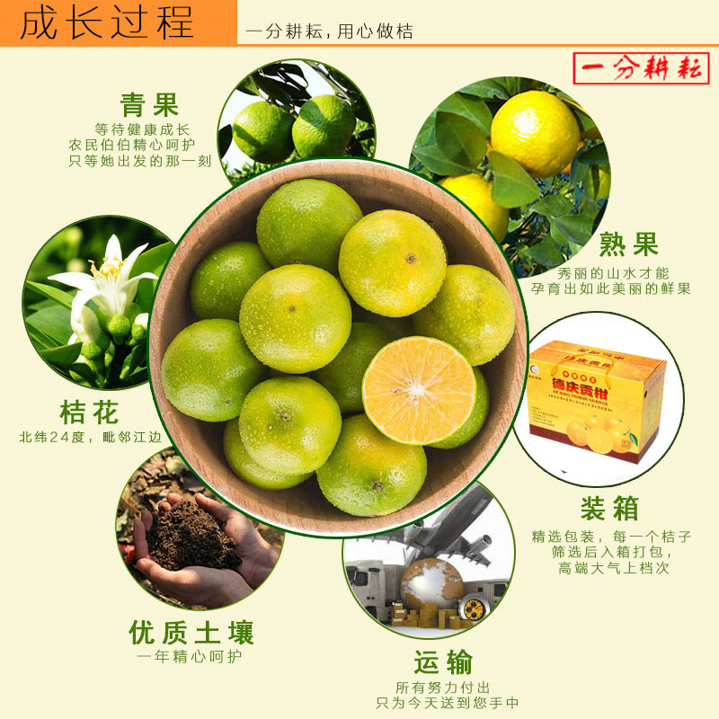 顺丰快递 皇帝柑10斤装 肇庆正宗德庆皇蒂柑 贡柑橘子 生鲜水果 孕妇水果 果场直发 皮薄肉多柑橘蜜桔