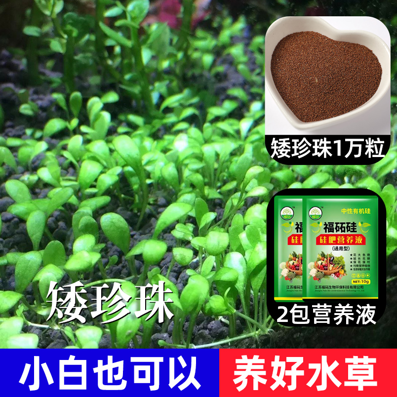 鱼缸水草种子生态造景套餐植物种籽孑水培阴性真草盆栽装饰牛毛 均码 矮珍珠1万粒+2包营养液肥