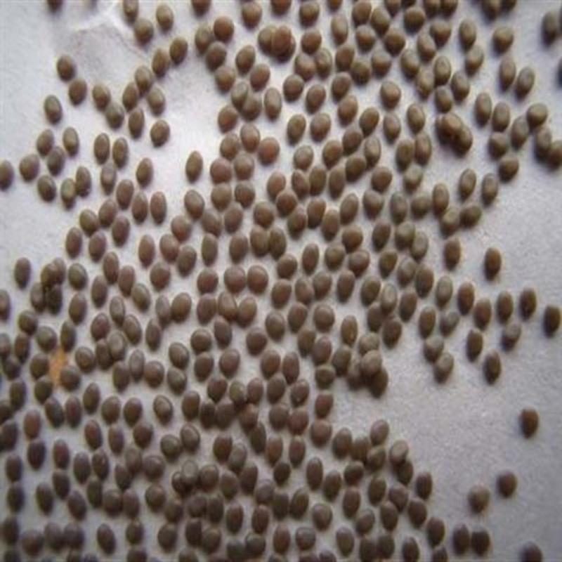 白蚕卵100粒 稀有蚕宝宝宠物可爱黑虎蚕卵黑虎蚕宝宝斑马野三元彩茧蚕卵蚕宝宝