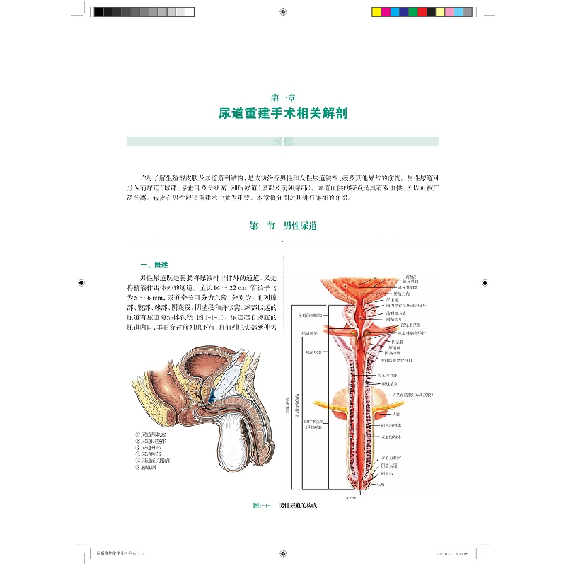 醉染图书尿道修复重建外科学9787547855645高清大图