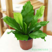 阔叶鸟巢蕨山苏花绿植花卉盆栽盆栽四季观叶植物小盆栽迷你植物黑色塑红色