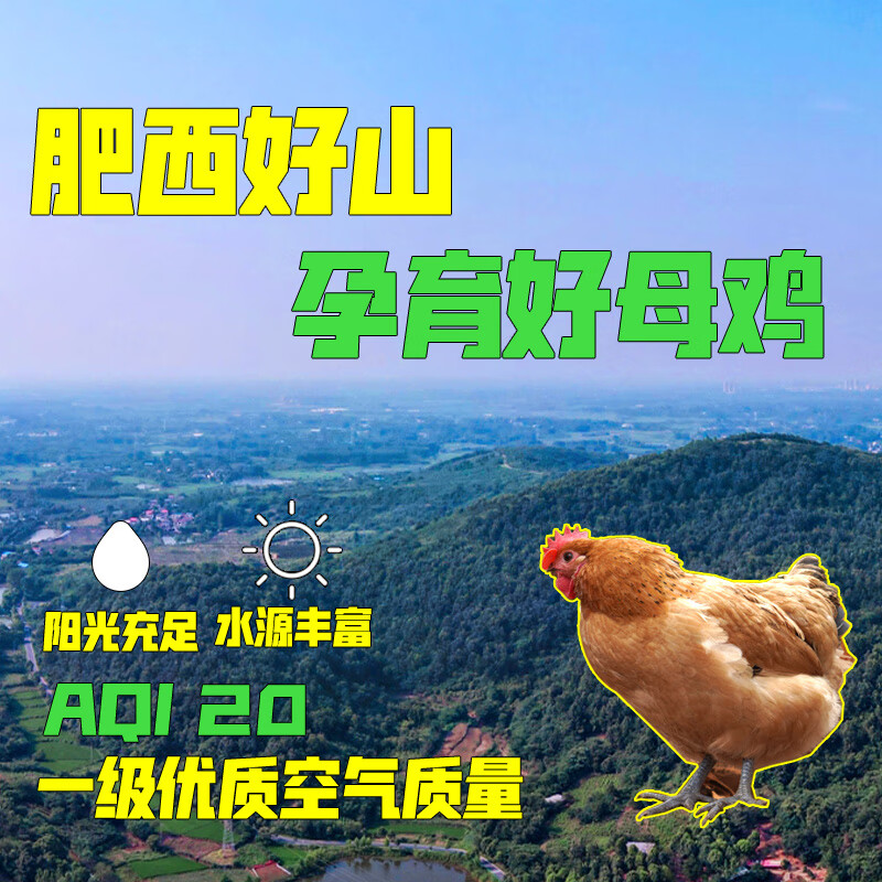 蛋鲜森 金奖肥西老母鸡1只生鲜禽类2斤装含黄油 顺丰源头直发 黄油老母鸡 1只装高清大图