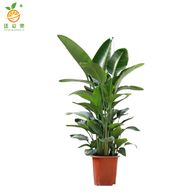 廷豪果 9月金玉满堂黄色 杯苗 /盆高清大图