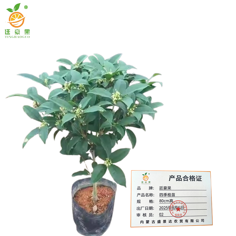 廷豪果 四季桂苗 80cm高 /棵高清大图