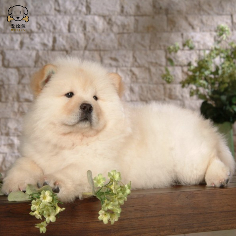 麦比佳宠物狗狗活体 松狮犬幼犬活体 纯种双血统肉嘴面包蓝舌头松狮狗 大骨架宠物狗长毛 短毛狮子狗熊狮犬高清大图
