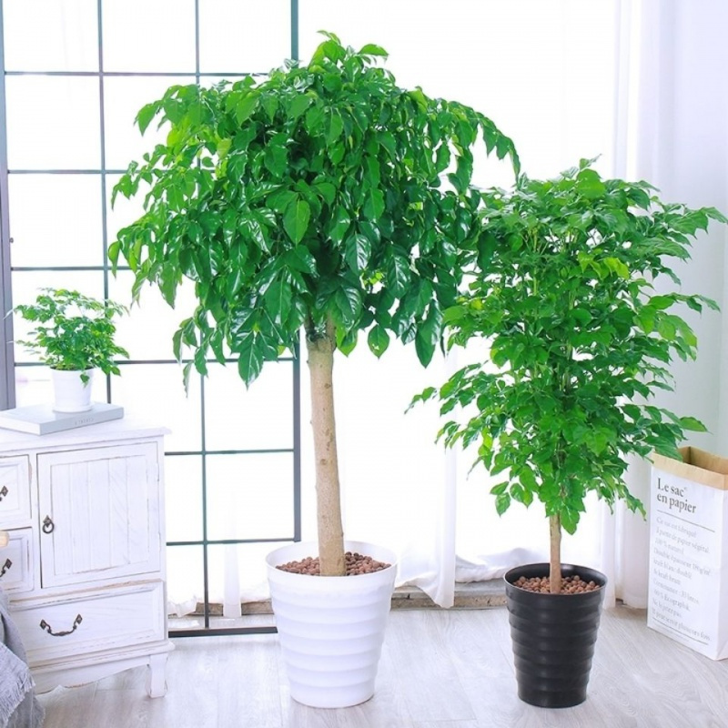 幸福树盆栽客厅大型绿植盆景平安树摇钱树驱蚊植物开业乔迁花卉